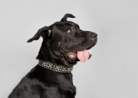 Picture of Black Mastiff mix in studio, with tongue hanging out.
