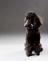 Picture of black miniature Poodle  sitting on gray background