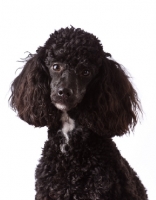 Picture of black miniature Poodle, head study