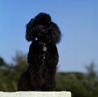 Picture of black miniature poodle in pet clip