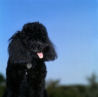 Picture of black miniature poodle in pet clip