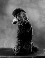 Picture of black miniature Poodle in studio