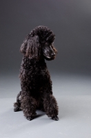 Picture of black miniature Poodle looking down on grey background