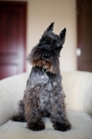 Picture of Black Miniature Schnauzer on chair.