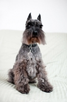 Picture of Black Miniature Schnauzer on futon.