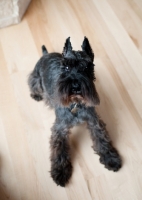 Picture of Black Miniature Schnauzer on hardwood floor.