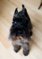 Picture of Black Miniature Schnauzer on hardwood floor.