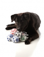 Picture of black Mongrel huddling over toys