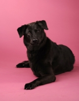 Picture of black Mongrel lying on pink background