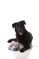 Picture of black Mongrel with toys