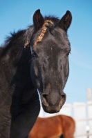 Picture of black Morgan Horse, portrait