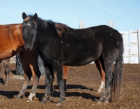 Picture of black Morgan Horse side view