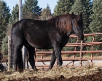 Picture of black Morgan horse
