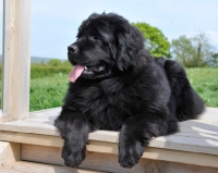 Picture of black Newfoundland dog on perch