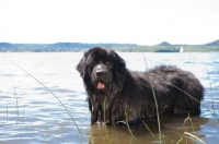 Picture of black Newfoundland in water