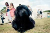 Picture of black Newfoundland puppy