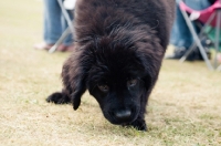 Picture of black Newfoundland puppy