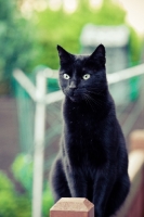 Picture of black non pedigree cat on fence
