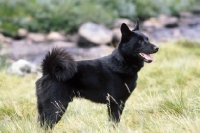 Picture of black Norwegian Elkhound 