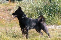 Picture of black Norwegian Elkhound