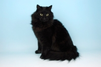 Picture of black norwegian forest cat, sitting