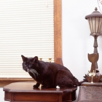 Picture of black Ojos Azules on table