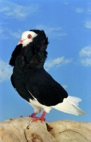 Picture of black Old Dutch Capuchione pigeon