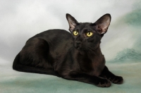 Picture of black oriental shorthair cat lying in studio