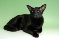 Picture of black oriental shorthair cat, lying down