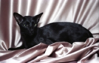 Picture of black oriental shorthair cat on fabric
