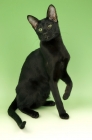 Picture of black oriental shorthair cat, one leg up