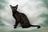 Picture of black oriental shorthair cat, sitting in studio