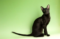 Picture of black oriental shorthair cat, sitting down