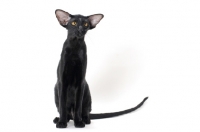 Picture of black Oriental Shorthair, front view