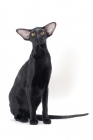 Picture of black Oriental Shorthair, looking towards camera