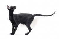 Picture of black Oriental Shorthair, looking up