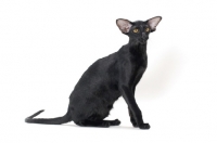 Picture of black Oriental Shorthair sitting