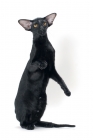 Picture of black Oriental Shorthair, standing on hind legs