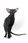 Picture of black Oriental Shorthair standing on white background