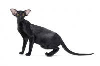 Picture of black Oriental Shorthair