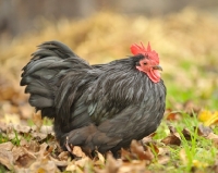 Picture of black Pekin Bantam