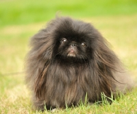 Picture of black Pekingese on grass