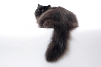 Picture of black persian cat, back view
