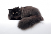 Picture of black persian cat, fluffy male