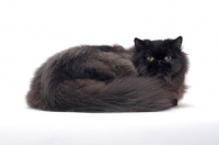Picture of black persian cat, male cruled up