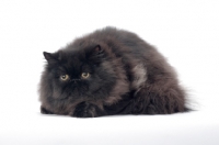 Picture of black persian cat, male lying down
