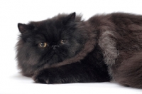 Picture of black persian cat, male resting