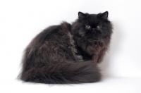 Picture of black persian cat, male