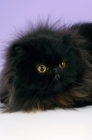 Picture of black persian cat, portrait