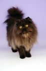 Picture of black persian cat
